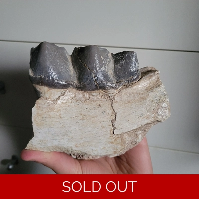 Huge Titanothere Mammal Tooth Fossil In Jaw Bone Brontothere White River Fm